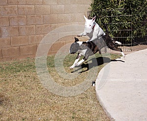 Bull Terriers playing