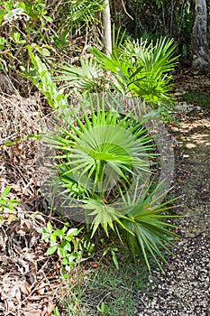 Bull Thatch leaves on Mastic Trail, Grand Cayman Island