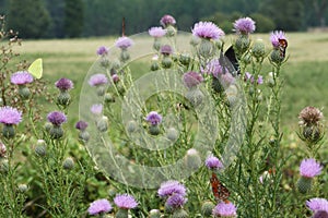 Bull Thistle and Butterflies