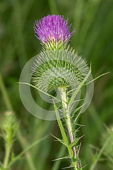 Bull Thistle - Cirsium vulgare