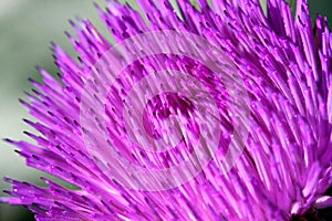 Bull Thistle Flower