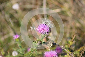 Bull thistle flower closeup view with selective focus on foreground