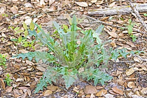 Bull Thistle growing on forest floor