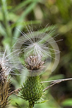 Bull Thistle Seedhead - Cirsium vulgare Spear Thistle