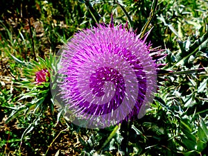 Bull thistle thorny weed with beautiful pink flower in closeup view