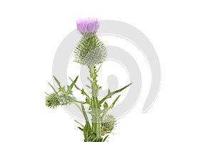 Bull Thistle on White