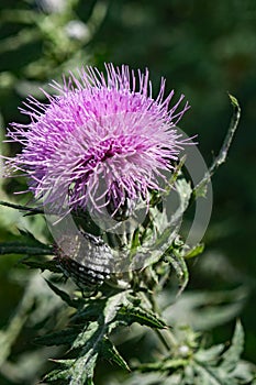 Bull Thistle Wildflower