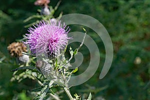 Bull Thistle Wildflower