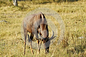 Bull Topi African Antelope