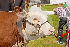 A bull at a traditional county show