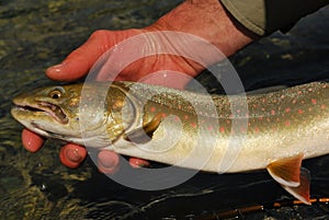 Bull trout