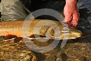 Bull trout photo