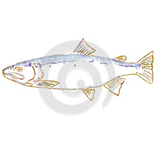 Bull Trout or Salvelinus confluentus Watercolor Illustration