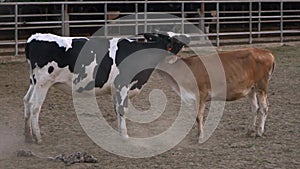 Bull trying to gain the love of cow by playful rubbing heads. Cows fighting