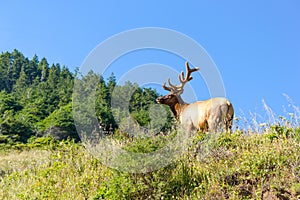 Bull Tule elk in Siskiyou Wilderness, North California photo