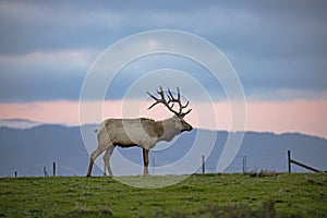 Bull Tule Elk Standing photo