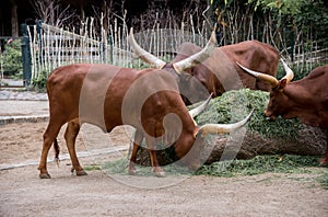 Bull of the Watusi in Berlin - Germany