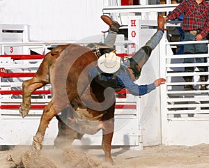 Bull Wins photo