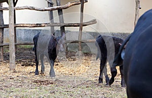 Bull, young black bulls