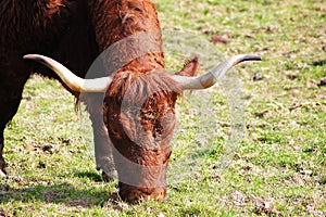 Bull, photo