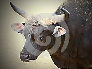 Bull in ZOO close up photo