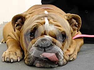 Bulldog