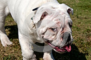 Bulldog