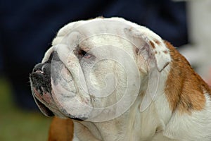 Bulldog
