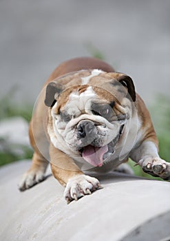 Bulldog