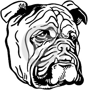 Bulldog