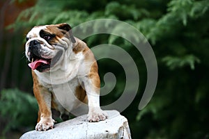 Bulldog