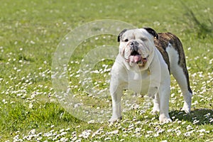 Bulldog