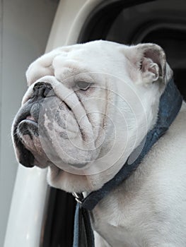 Bulldog