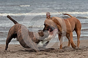 Bulldog and American staffordshire terrier met 1