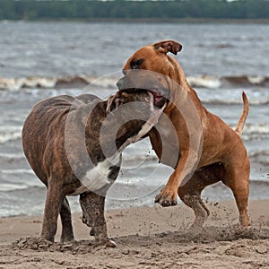 Bulldog and American staffordshire terrier met 4