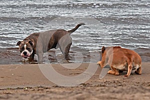 Bulldog and American staffordshire terrier play on beach