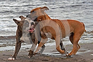 Bulldog and American staffordshire terrier play on beach