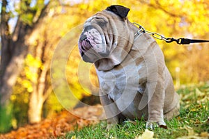 Bulldog in autumn