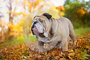 Bulldog in autumn