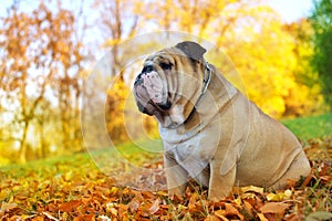 Bulldog in autumn