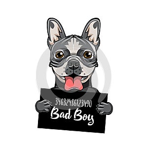 Bulldog Bad boy. Dog prison. Arrest photo. Police mugshot background. Bulldog dog criminal. Arrested dog. Vector.
