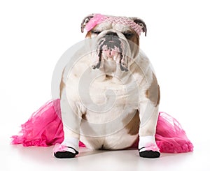 Bulldog ballerina
