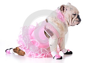 Bulldog ballerina