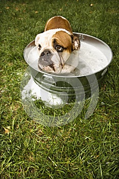 Bulldog in bath.