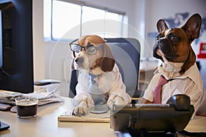 Bulldog And Beagle Dressed As Businessmen At Desk With Computer