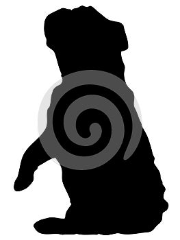 Bulldog begging silhouette