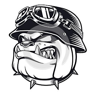 Bulldog biker with helmet