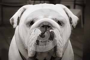 Bulldog in Black and White