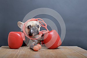 A bulldog breed dog sits in a white hat on a wooden table with red leather boxing gloves in the image of a famous boxer.