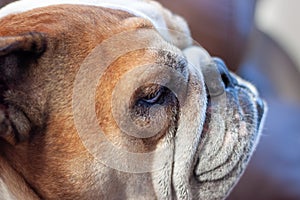 Bulldog (Canis lupus familiaris) - Loyal Companion with a Distinctive Charm